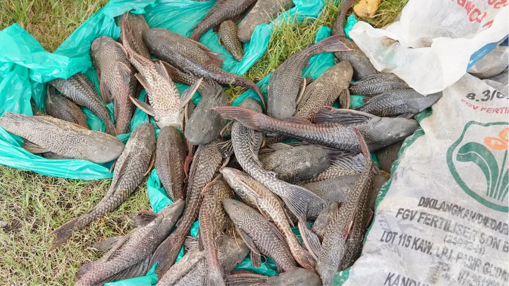 hapuskan-ikan-bandaraya-1